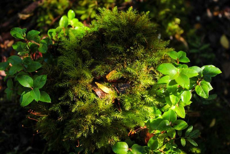 Cabanas Bosque Milenario กอญญารีเป ภายนอก รูปภาพ