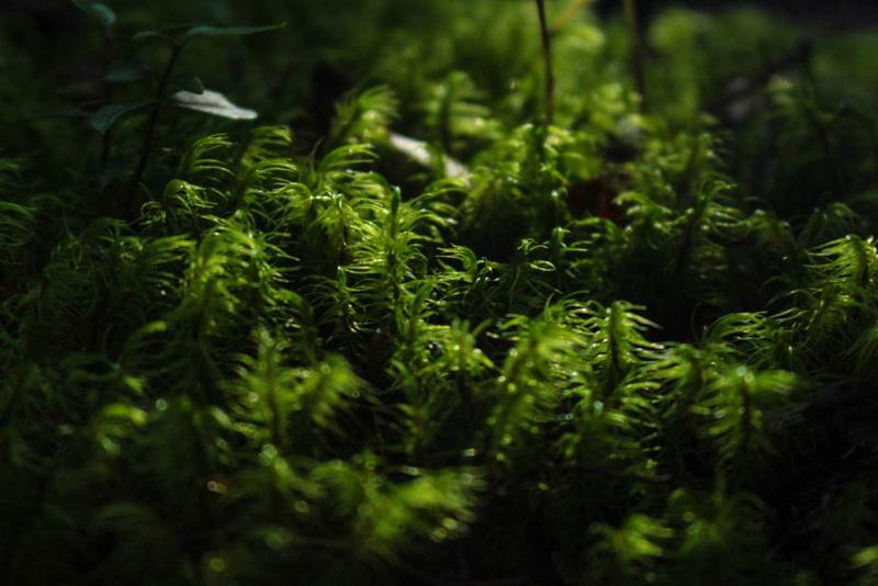 Cabanas Bosque Milenario กอญญารีเป ภายนอก รูปภาพ
